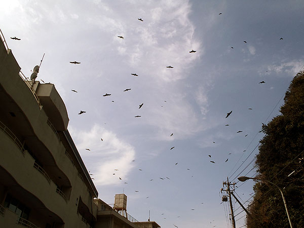 トンビ、海鳥、カラス